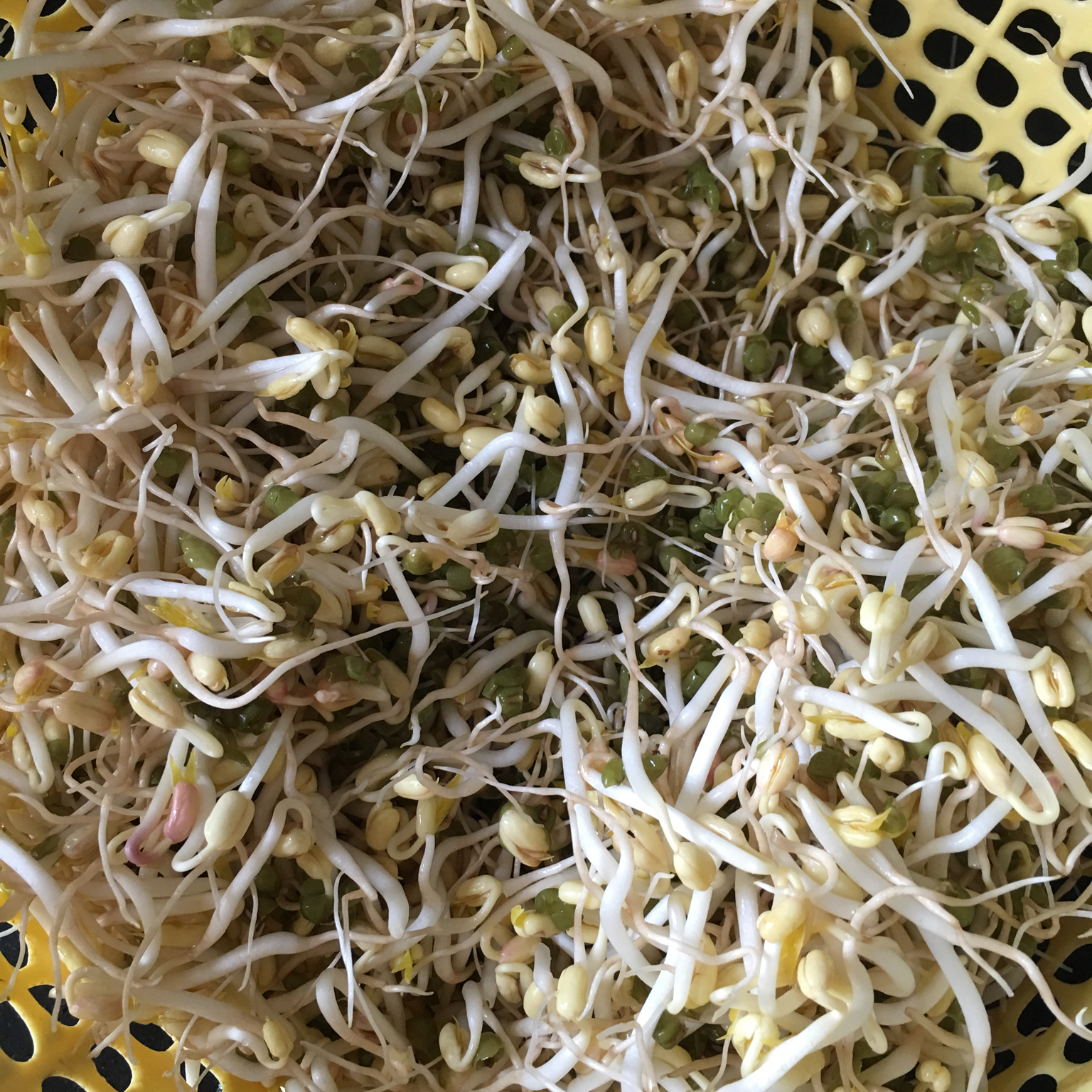 自发豆芽（可乐瓶发豆芽0失败！）