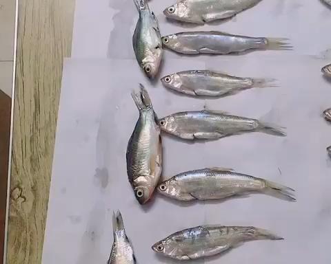 黑暗料理-油炸小杂鱼