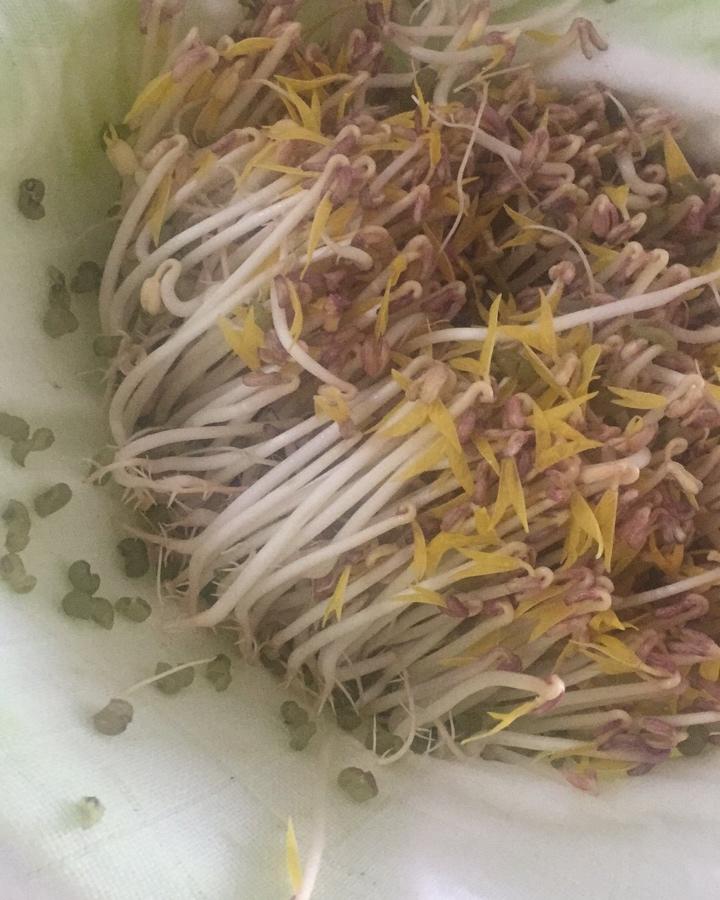 自制豆芽
