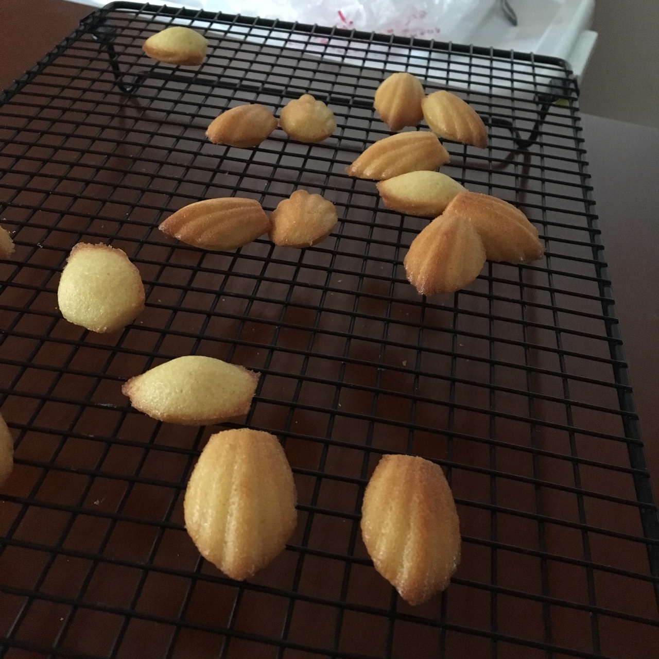 玛德琳（蓝带方）