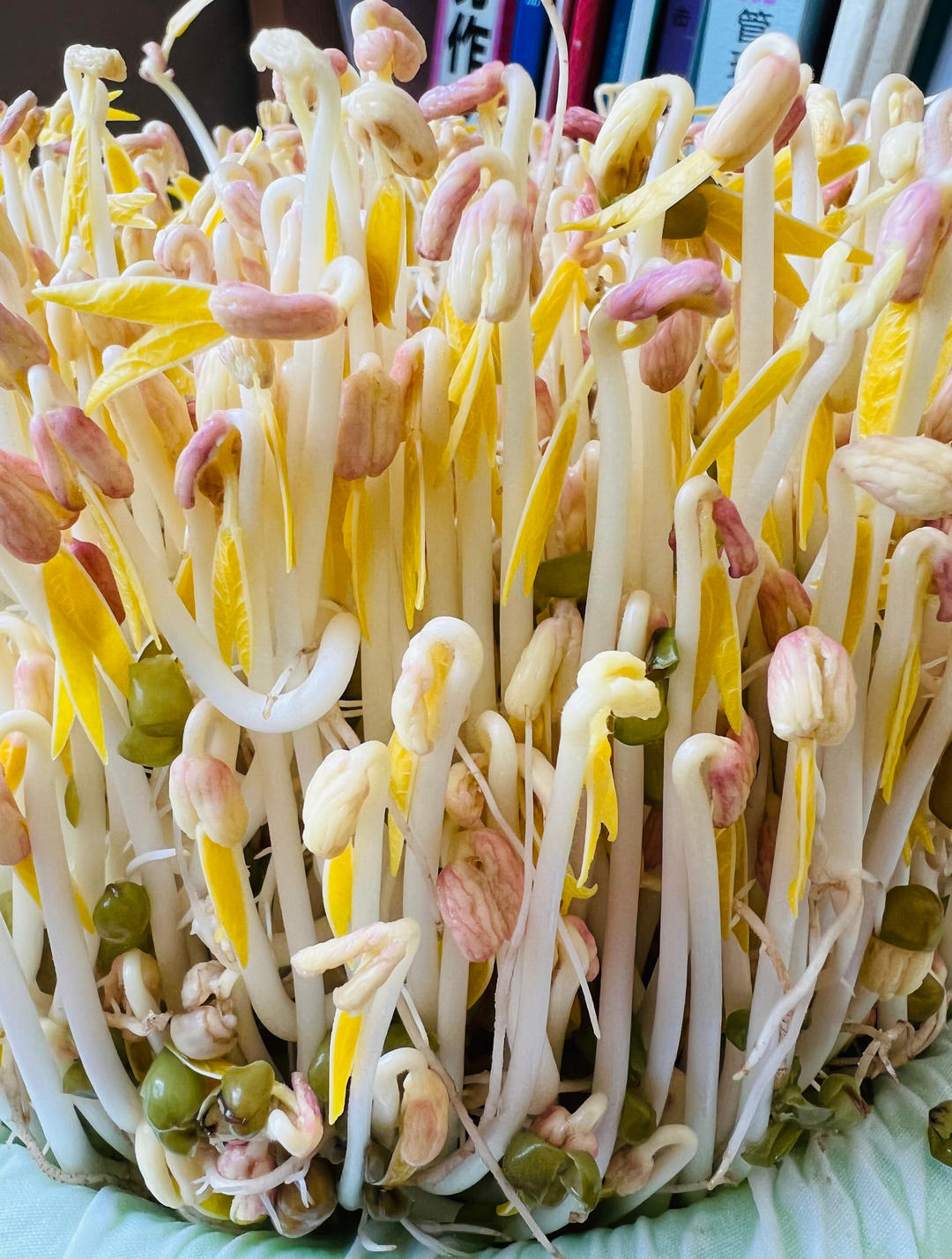 自发豆芽菜(超简单，适合上班族)，绝对安全绿色。
