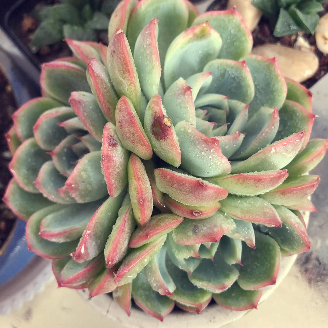 有间小灶台