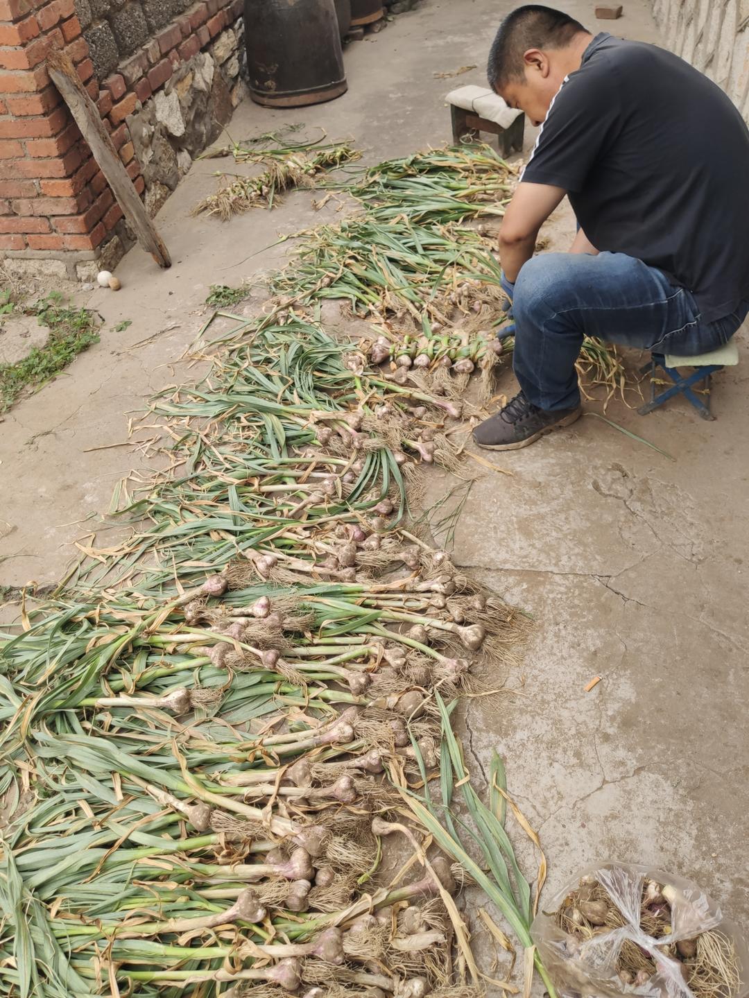 0失败的咸蒜腌制！口感绝佳