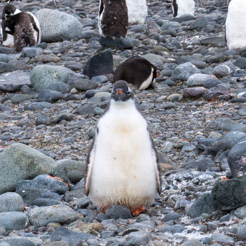旺财他姐的厨房