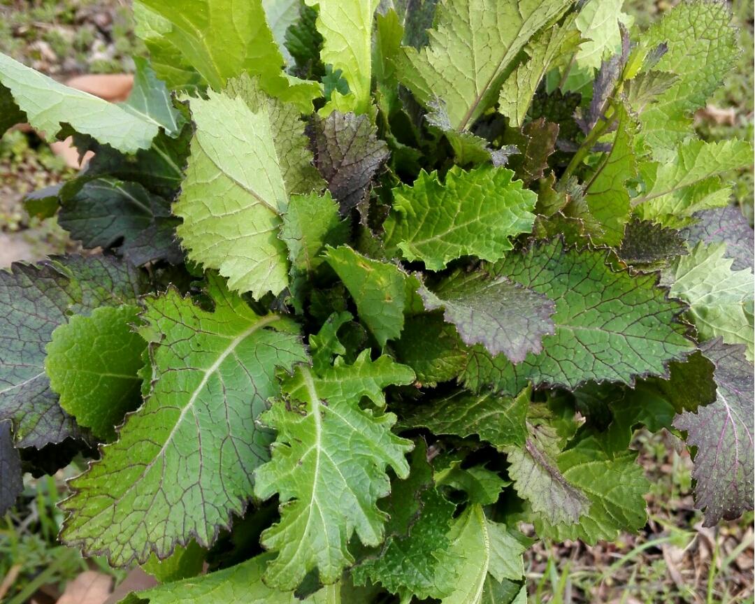 秘制野菜腌菜的做法步骤图 怎么做好吃 Darci的快乐厨房 下厨房