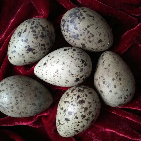 灿烂微笑_uvby分享作品 2016年05月05日朋友送的海鸥蛋～让蛋蛋与花