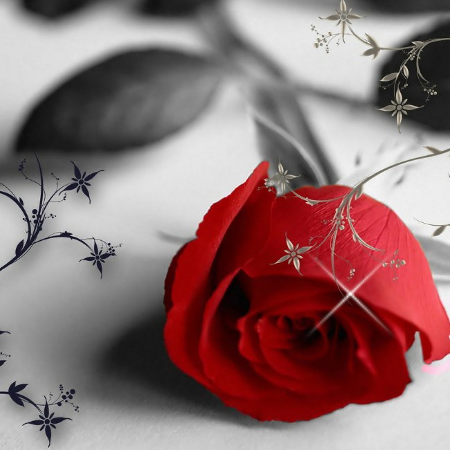 远方的你远方的我