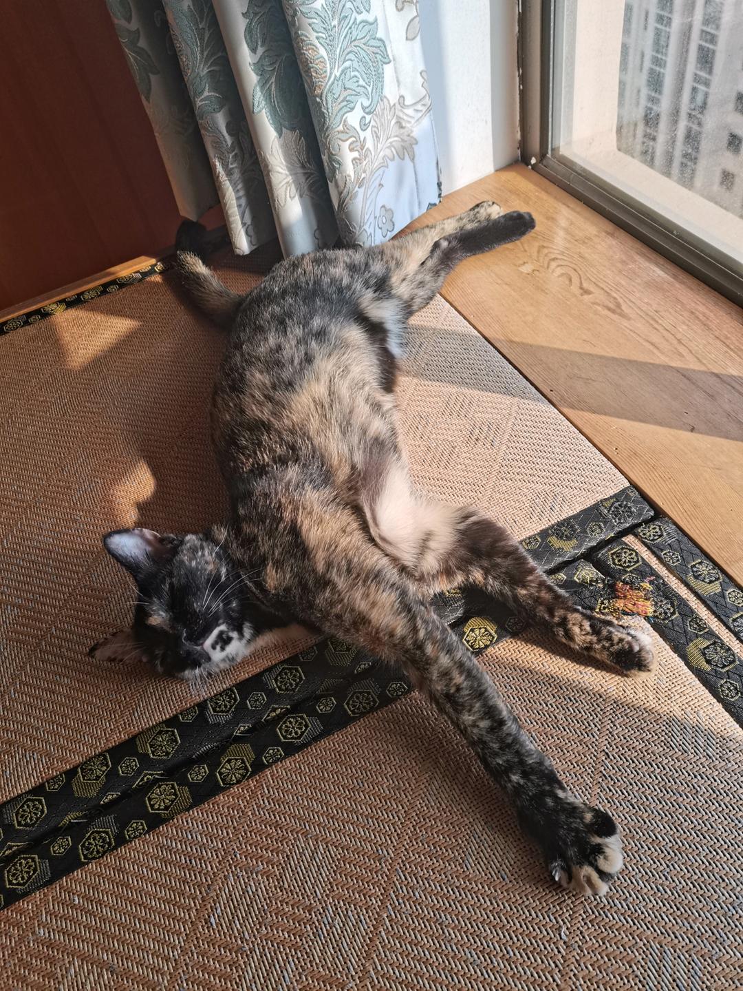 像吻到棉花的炼乳吐司