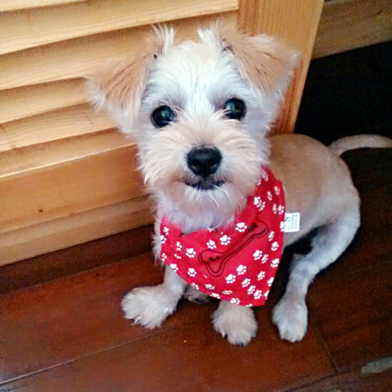 叼爷小萌萌的点点滴滴