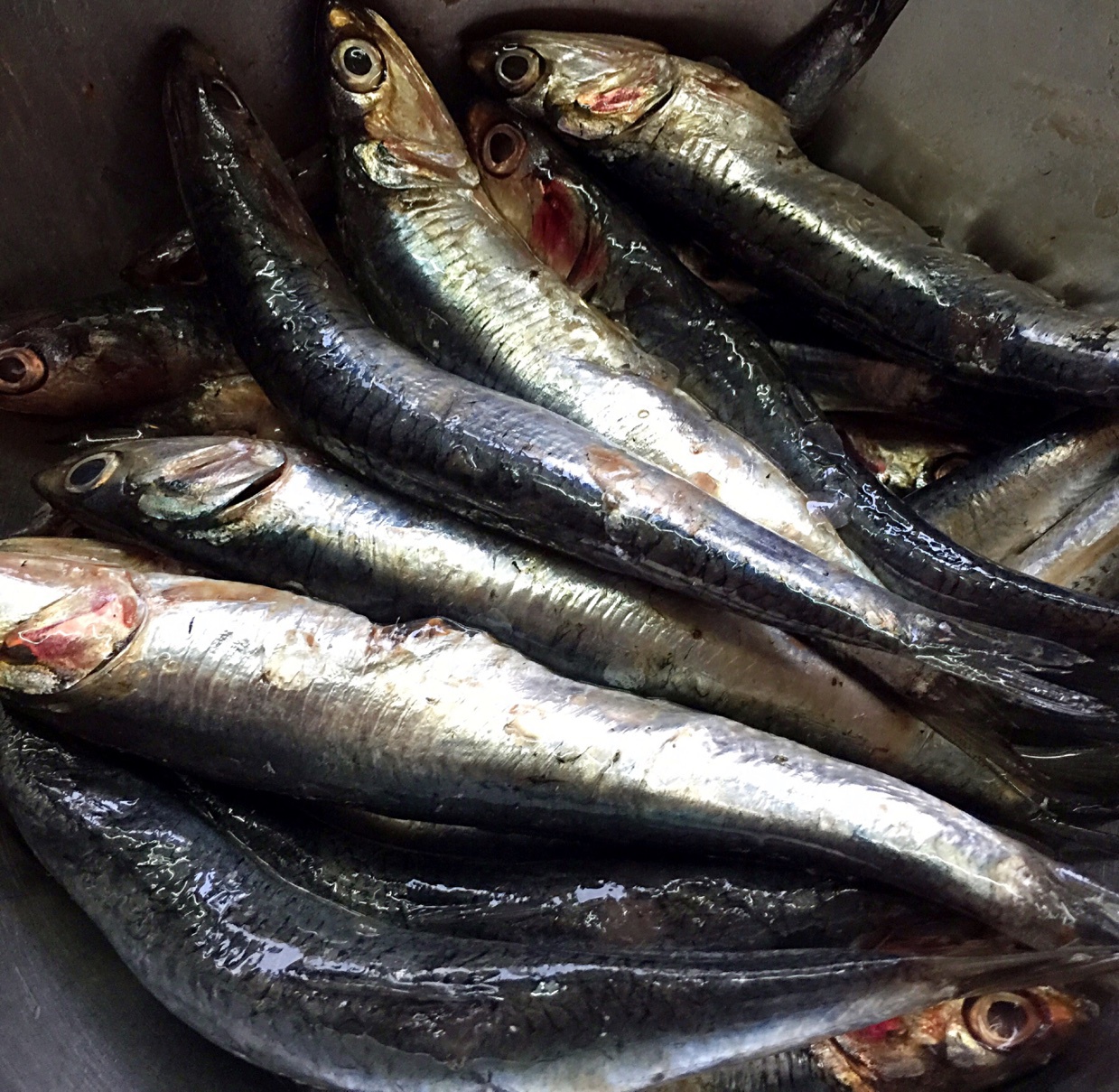 挽起秀发下厨房做的午餐2015年4月3日 其实我就知道它是野生的深海鱼