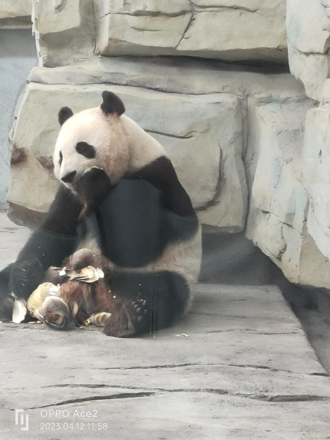 泰盼盼