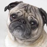 飘浮的粉色棉花糖