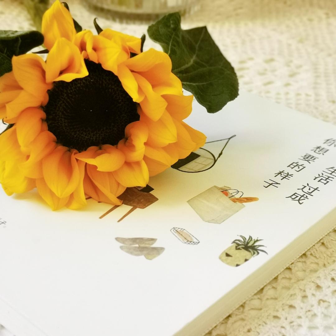 火凤之舞