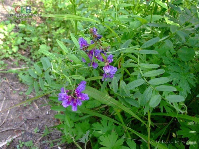 川式煮苕菜