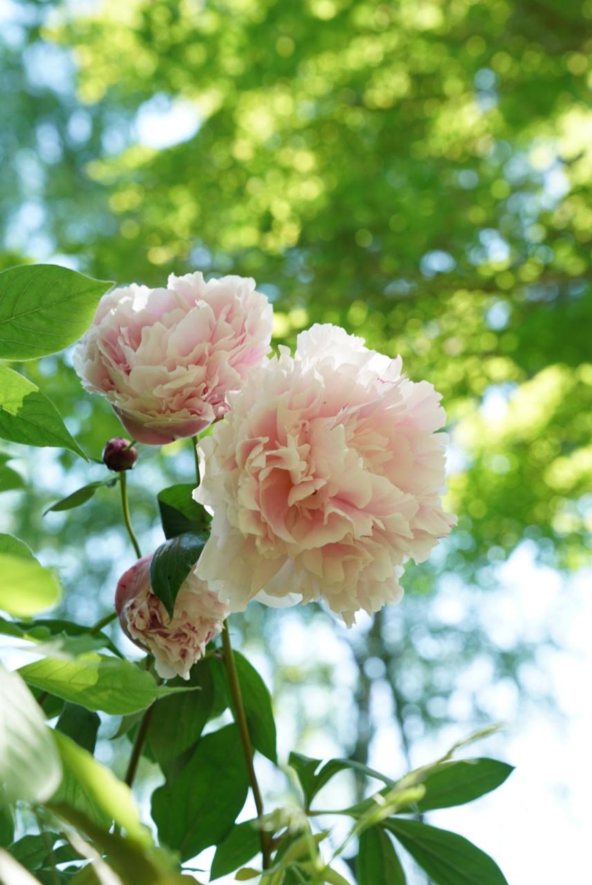 花花世界