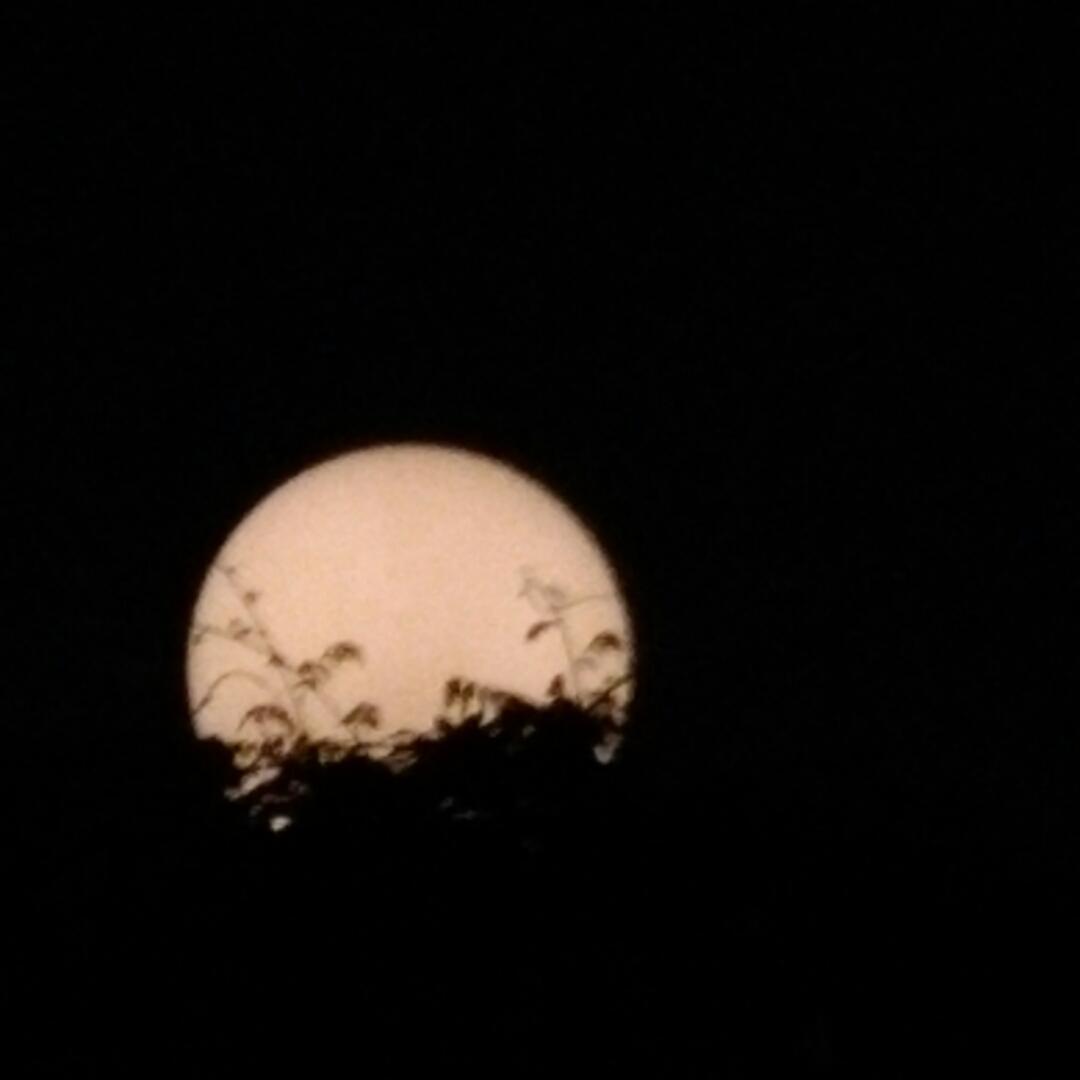 牛奶核桃杏仁酥