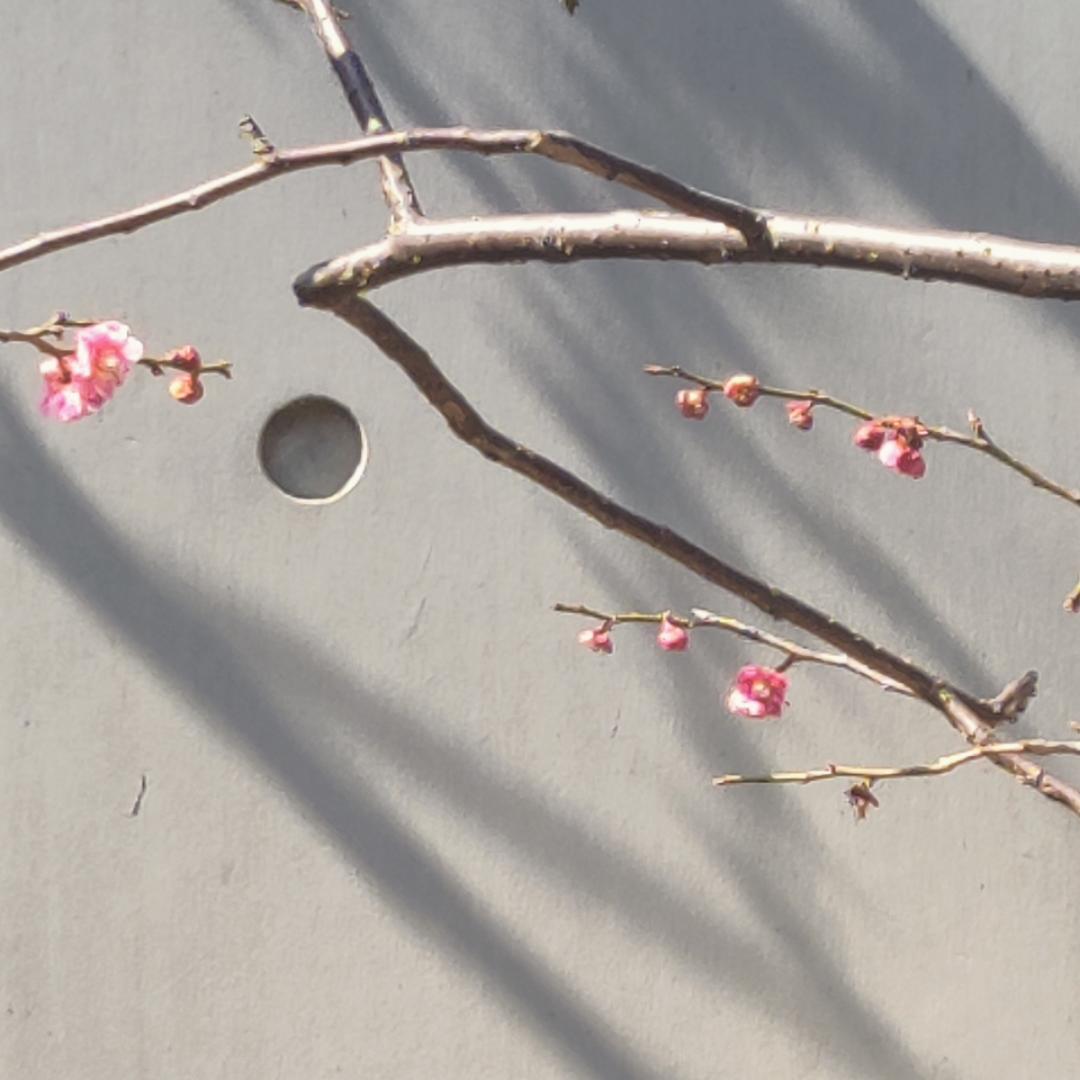 桂枝