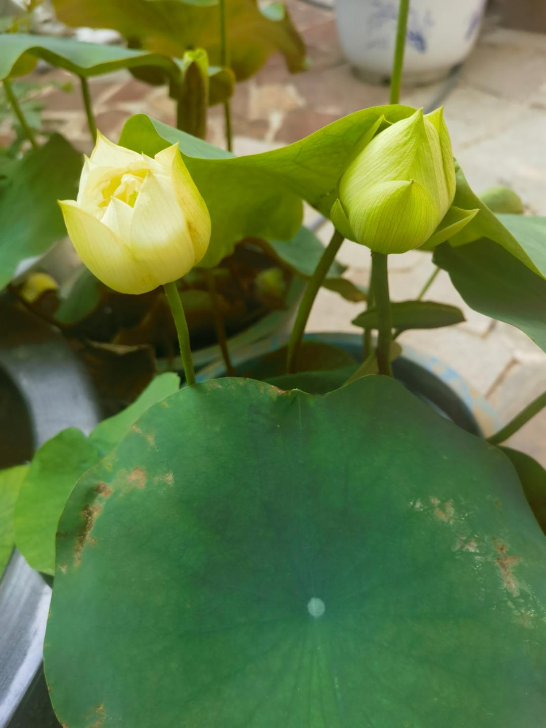 下厨房用户_ic3fc