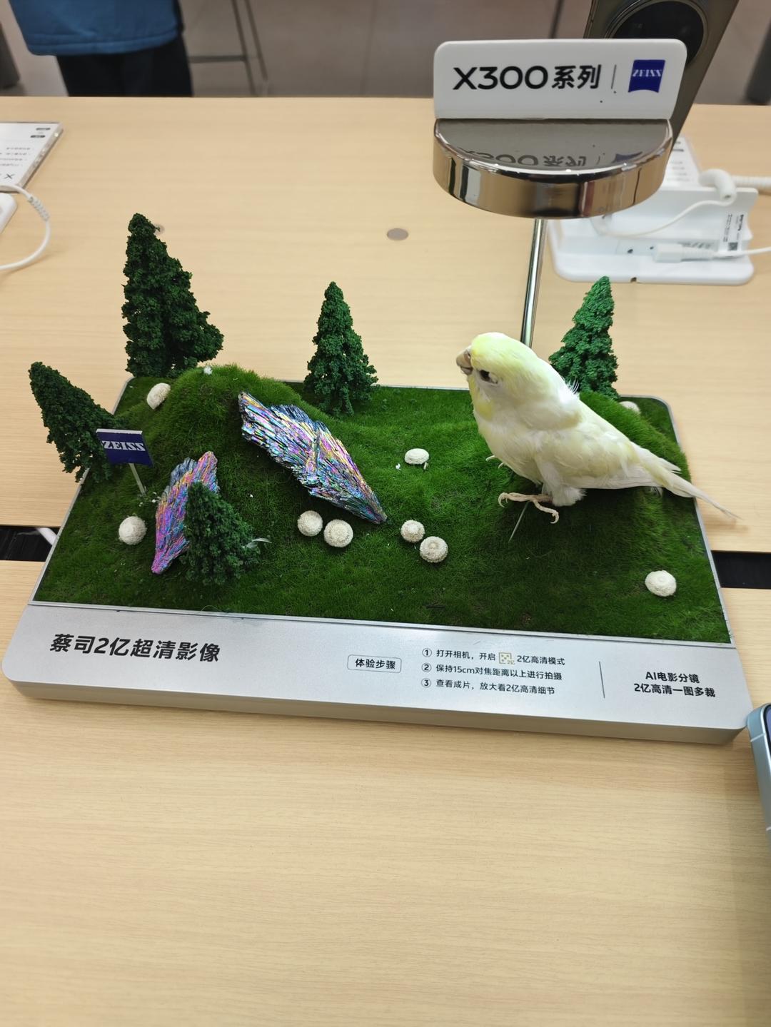 猪腰子，猪肾  辣椒炒猪肾