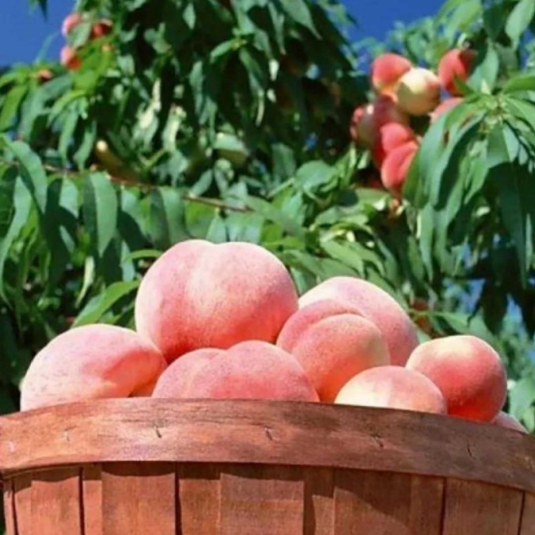 灞波儿奔和奔波儿灞的自留地