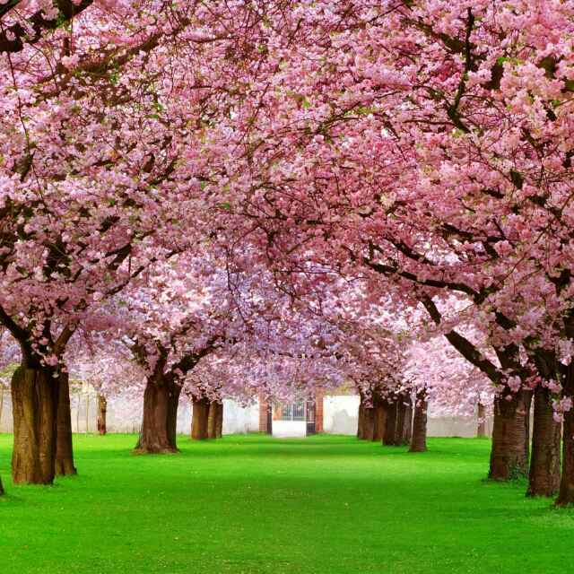 胡小厨的一人食