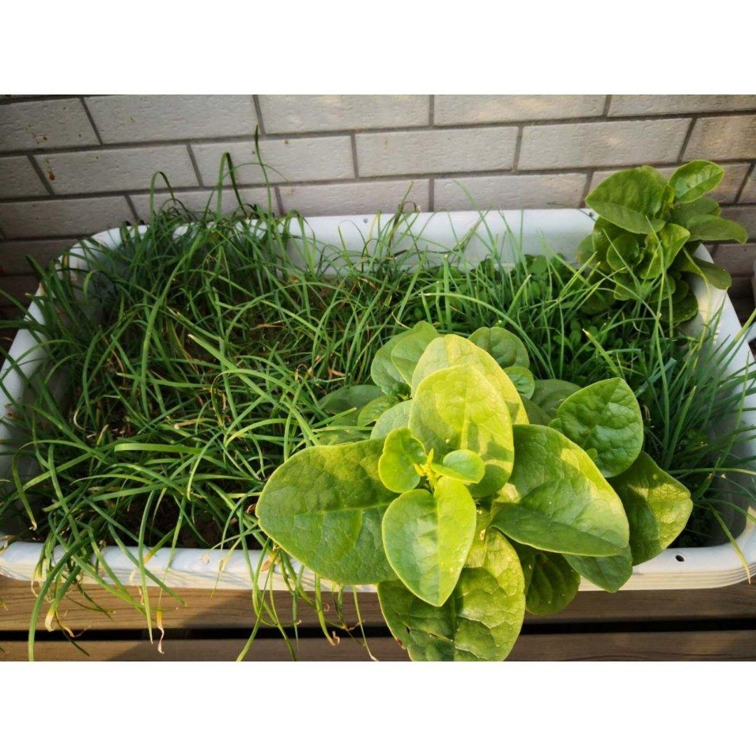 种植呀