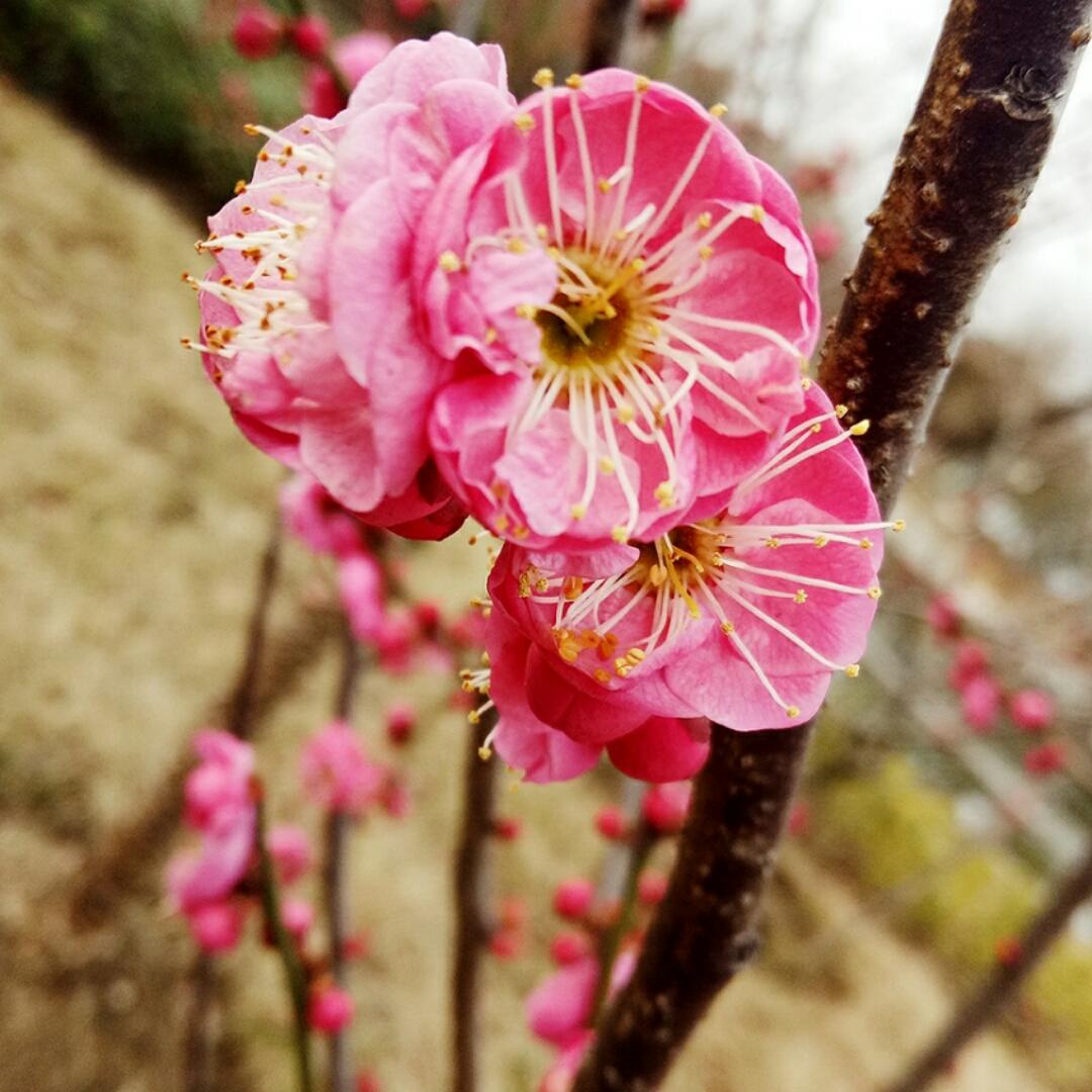 Annie紫焰