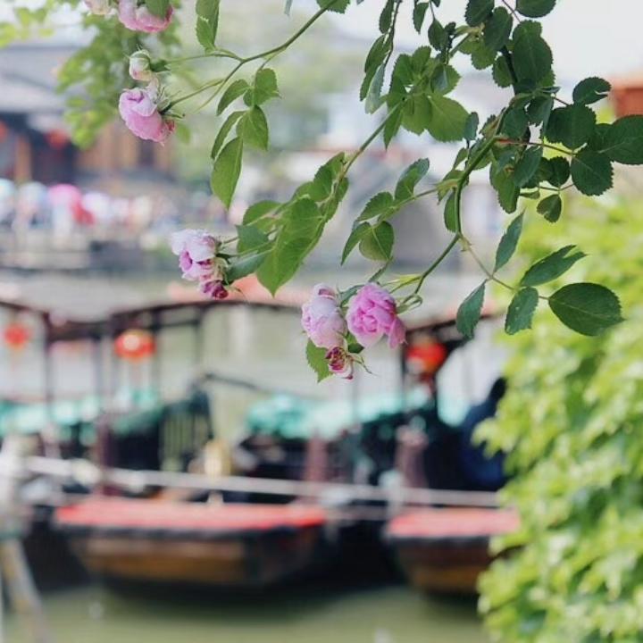 你的戈