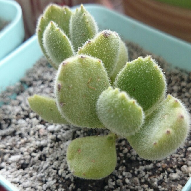 鹤菇凉現充研修