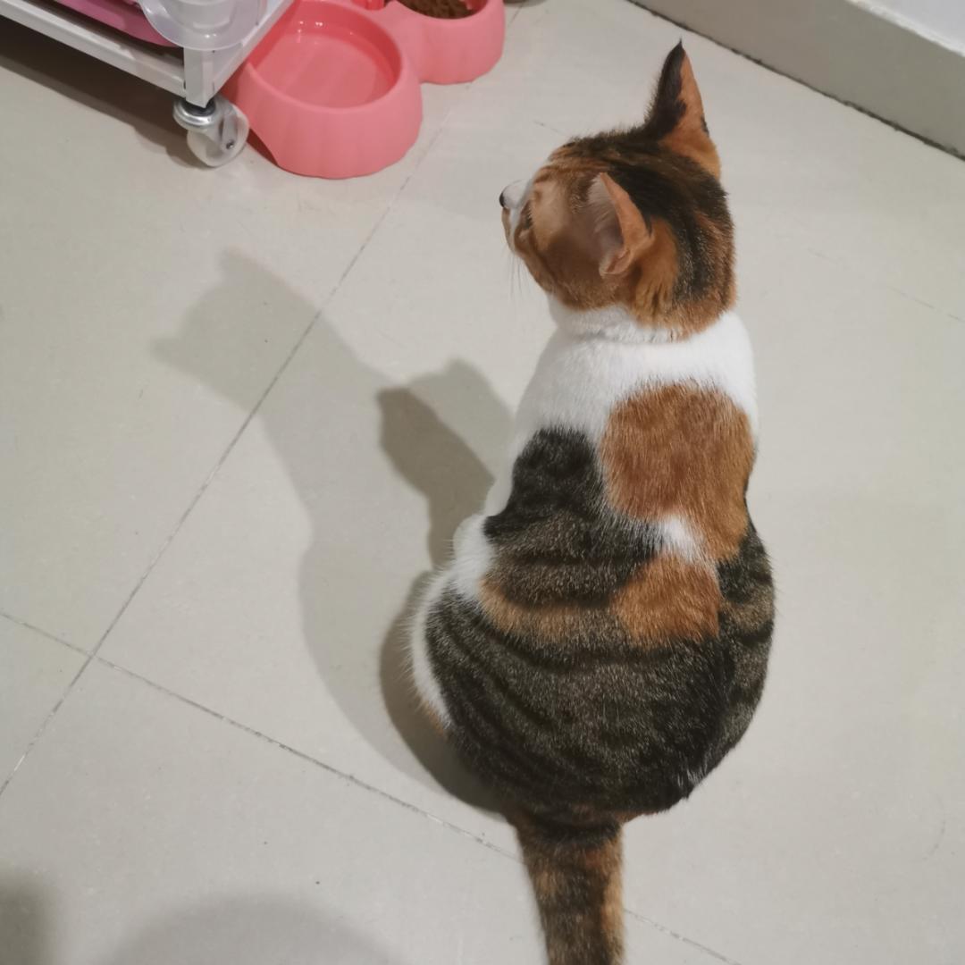 阿鹏爱吃饭
