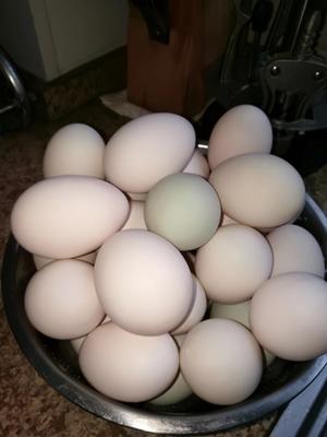 蛋黄冒油蛋清不咸的淹鸭蛋的做法 步骤1