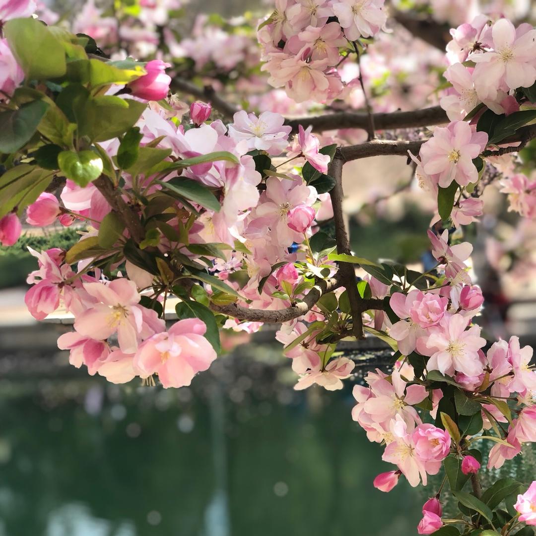 小桥流水一号店