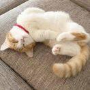 这可能是个大佬