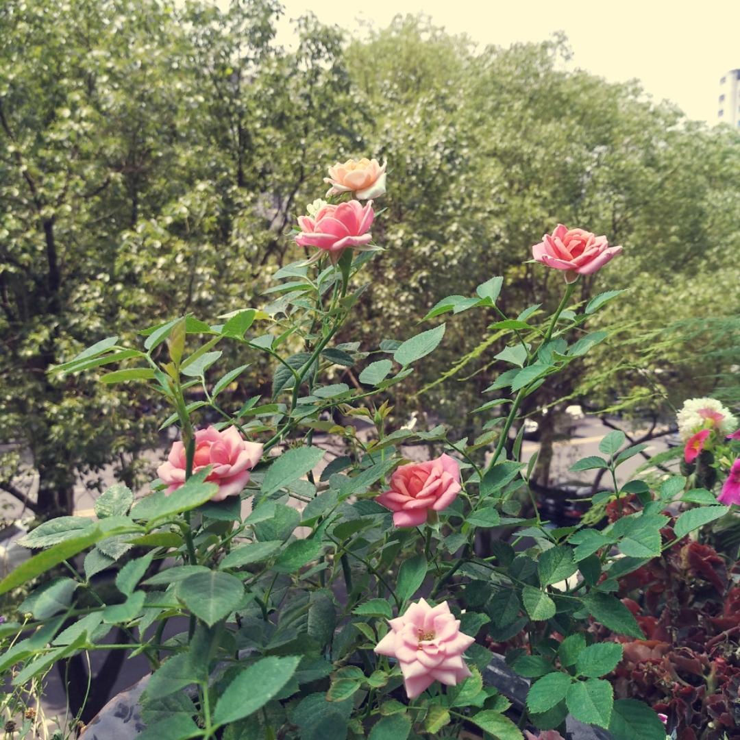 程小丽丽