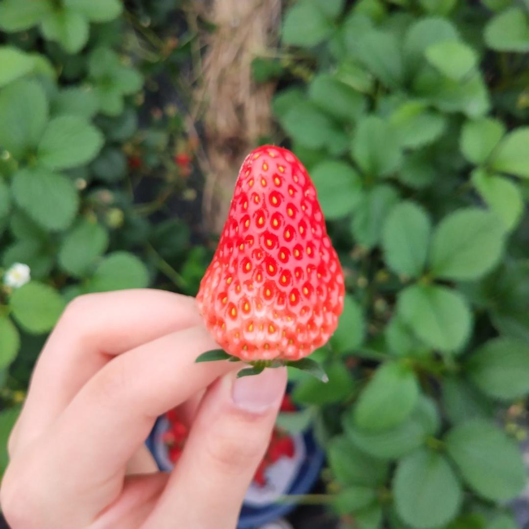 智多星8