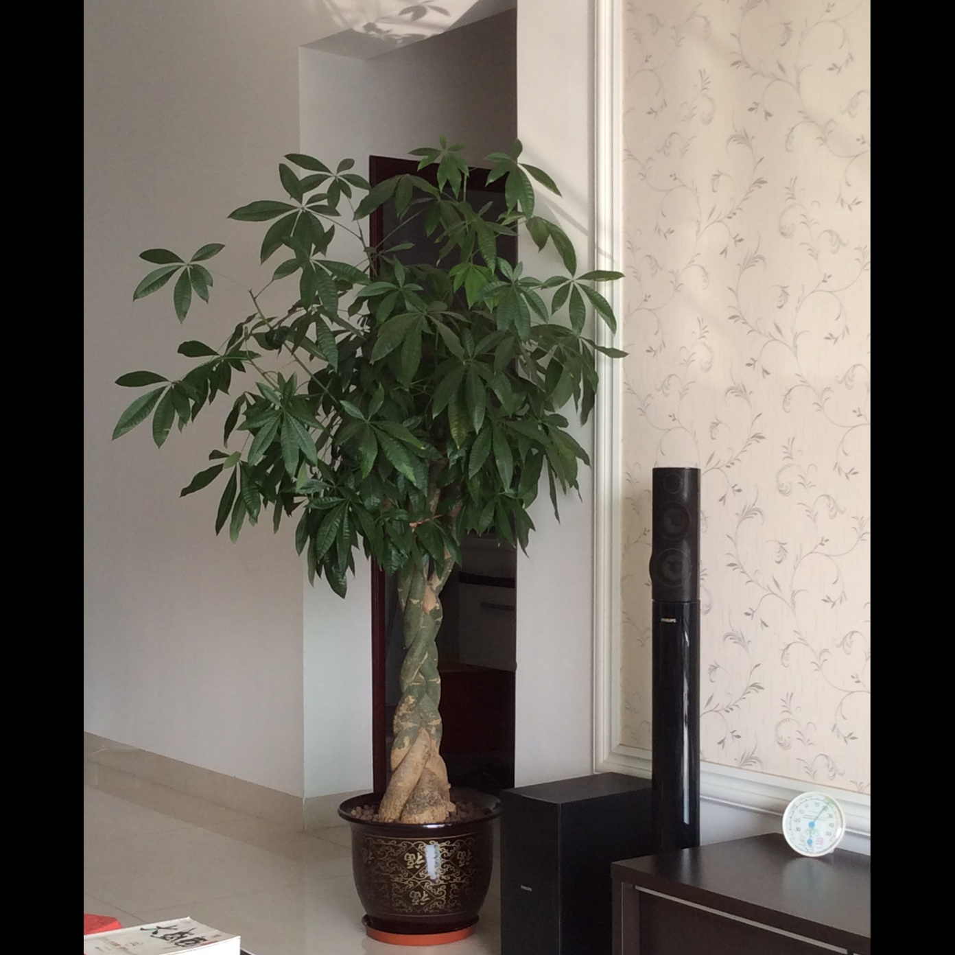 家里的花花草草