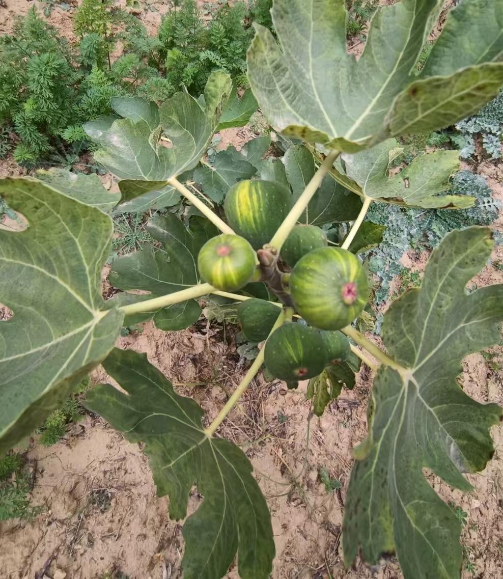 629 玛斯义陶芬，大玛，超大果的无花果品种紫红皮粉红果肉