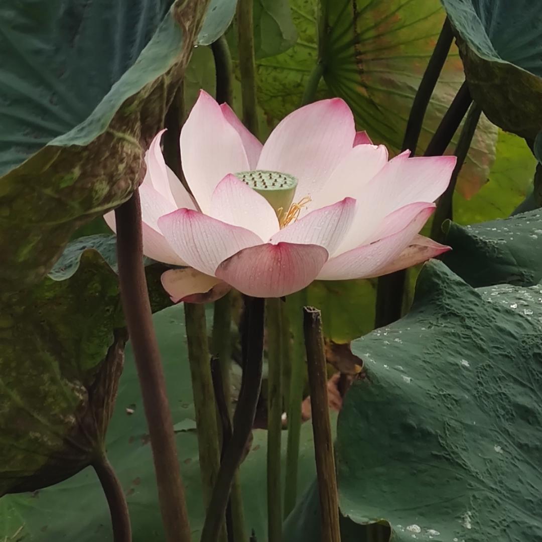 吃货一家2019