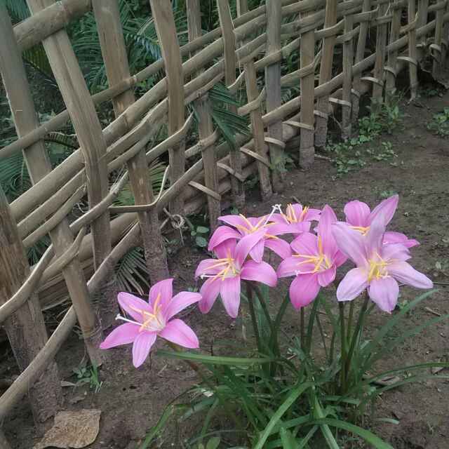 夏天的夏hsy