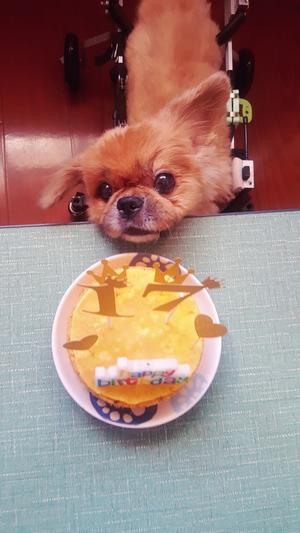 狗狗生日蛋糕（纯天然无色素无面粉）的做法 步骤13