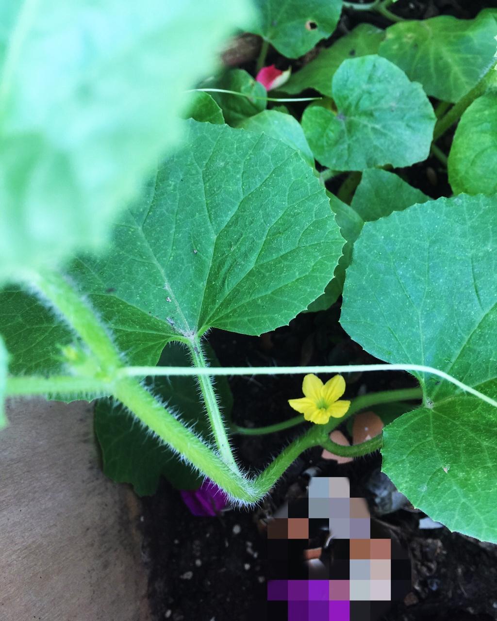 阳台上那些………花花草草