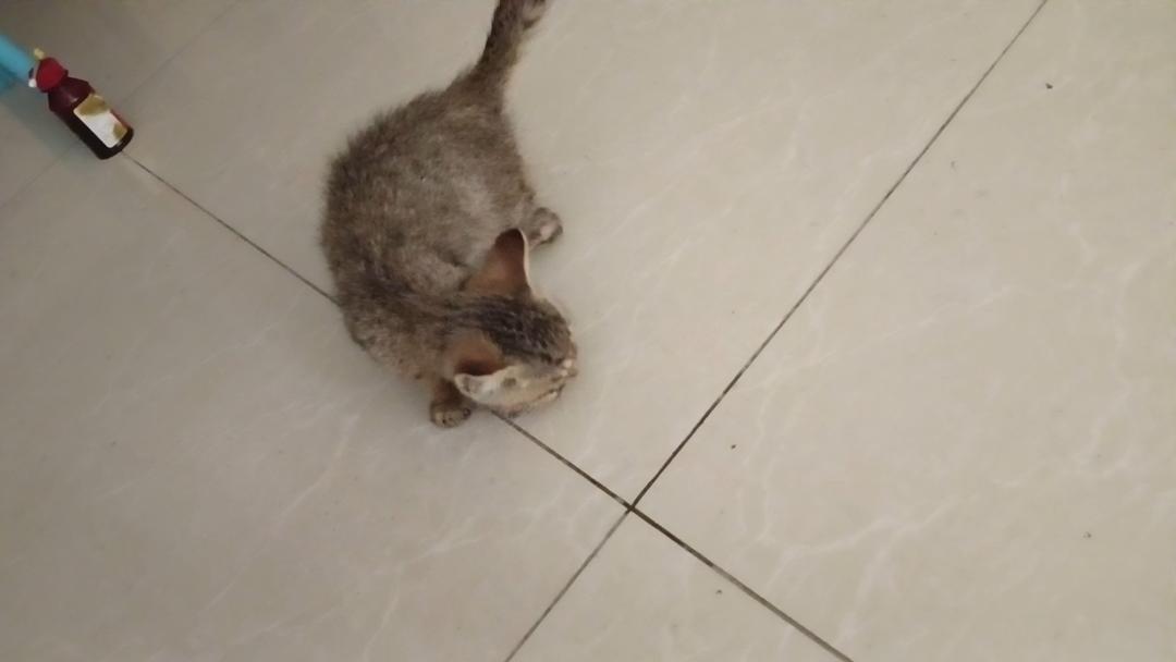 一只可爱的小猫