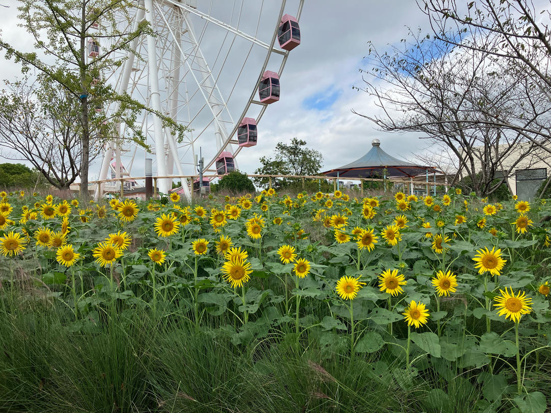 玉米红豆卷（粘米粉版）