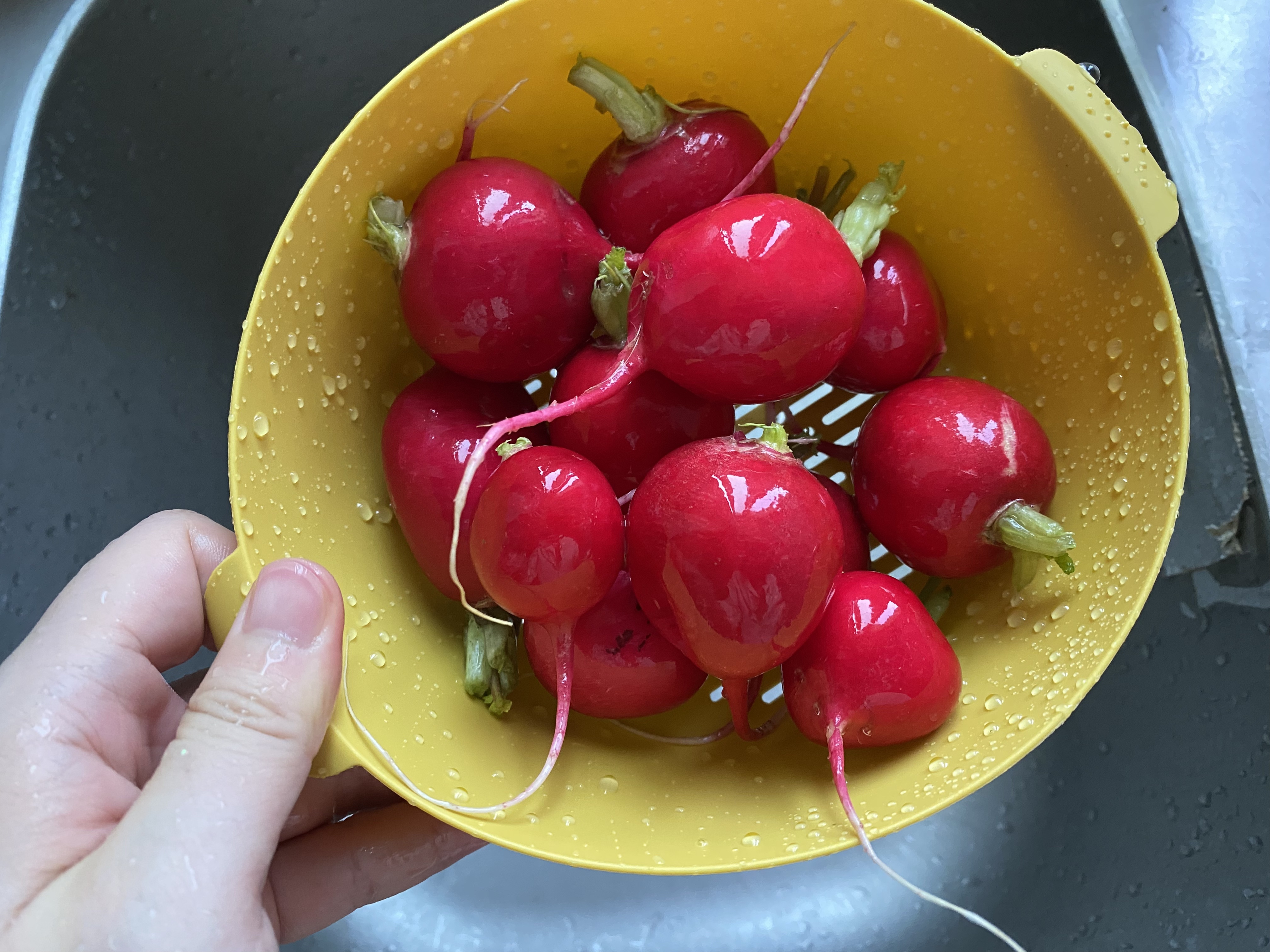 开胃小菜🥗樱桃萝卜的做法 步骤1