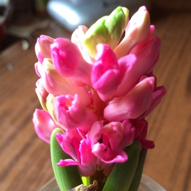 厨房、餐桌、阳台上的鲜花