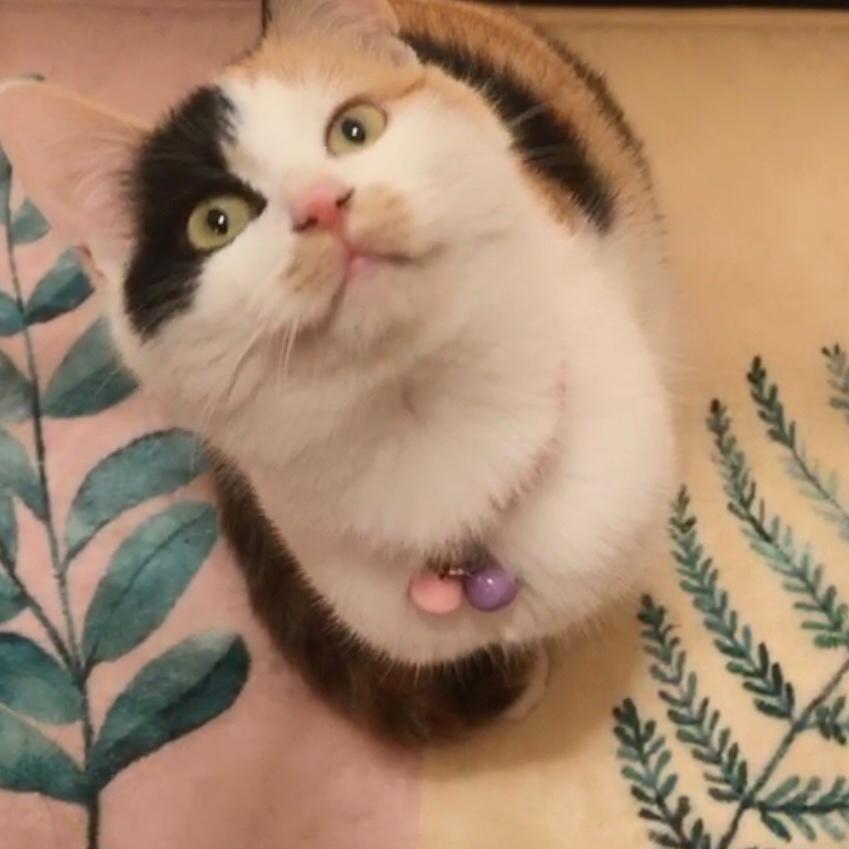 多哥的主子