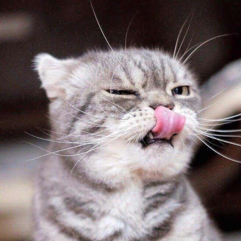 秋刀鱼zzz