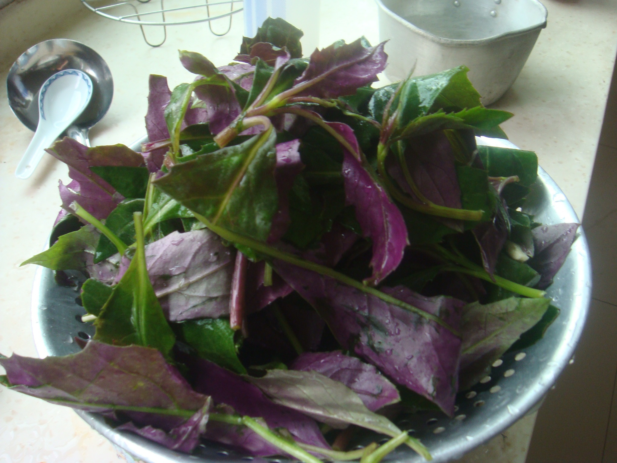 清炒紫背菜的做法 步骤1