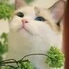 混吃等狗带