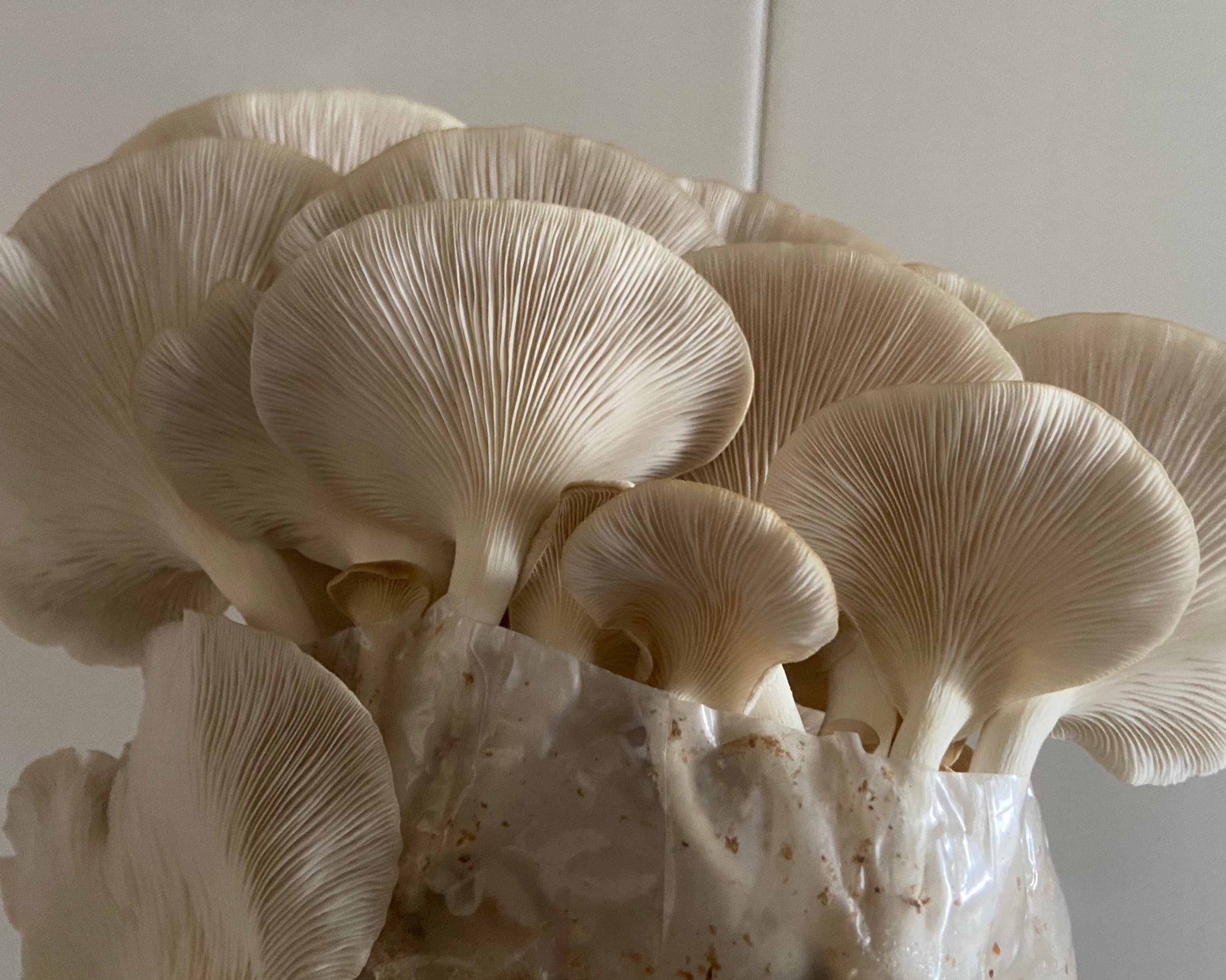 自己种蘑菇味道太鲜美了的做法